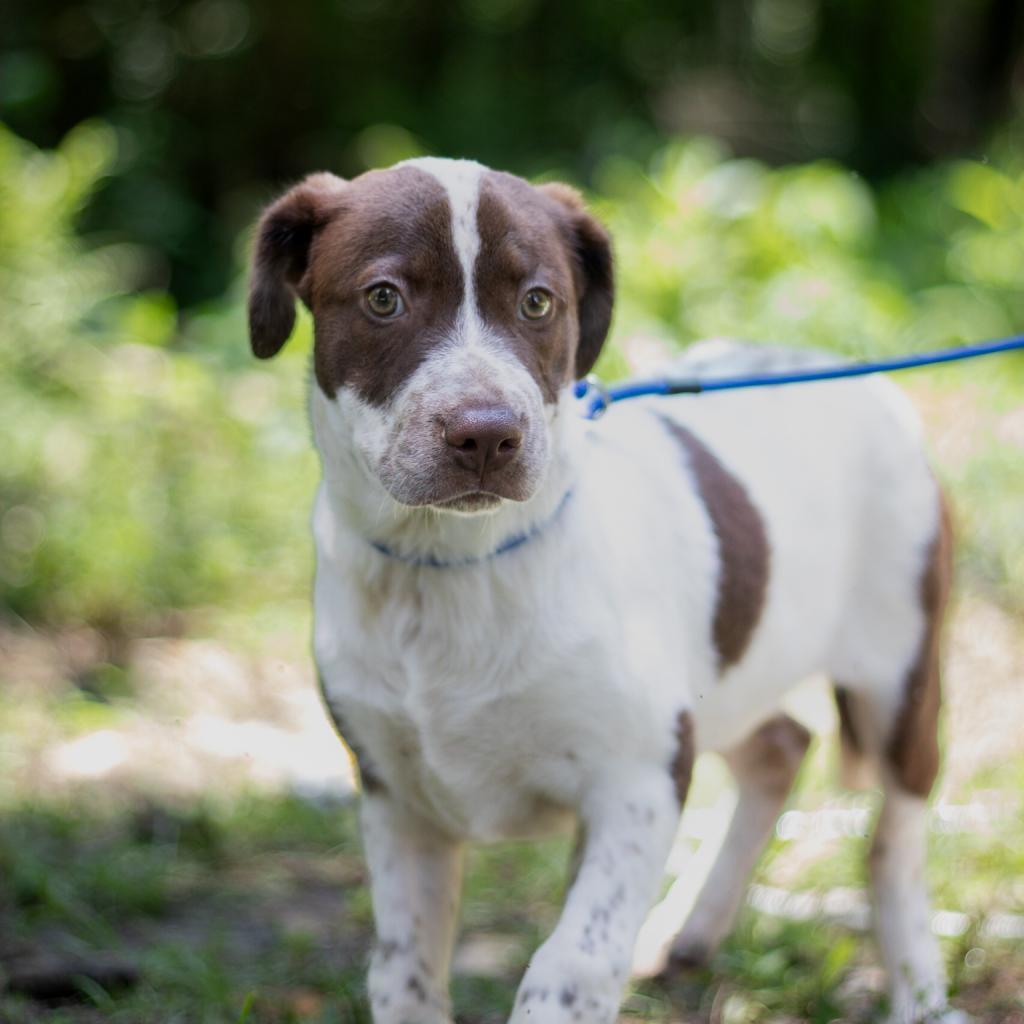 Lizzie, an adoptable Chocolate Labrador Retriever, Pointer in QUINCY, FL, 32351 | Photo Image 4