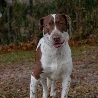 Lizzie, an adoptable Chocolate Labrador Retriever, Pointer in QUINCY, FL, 32351 | Photo Image 5