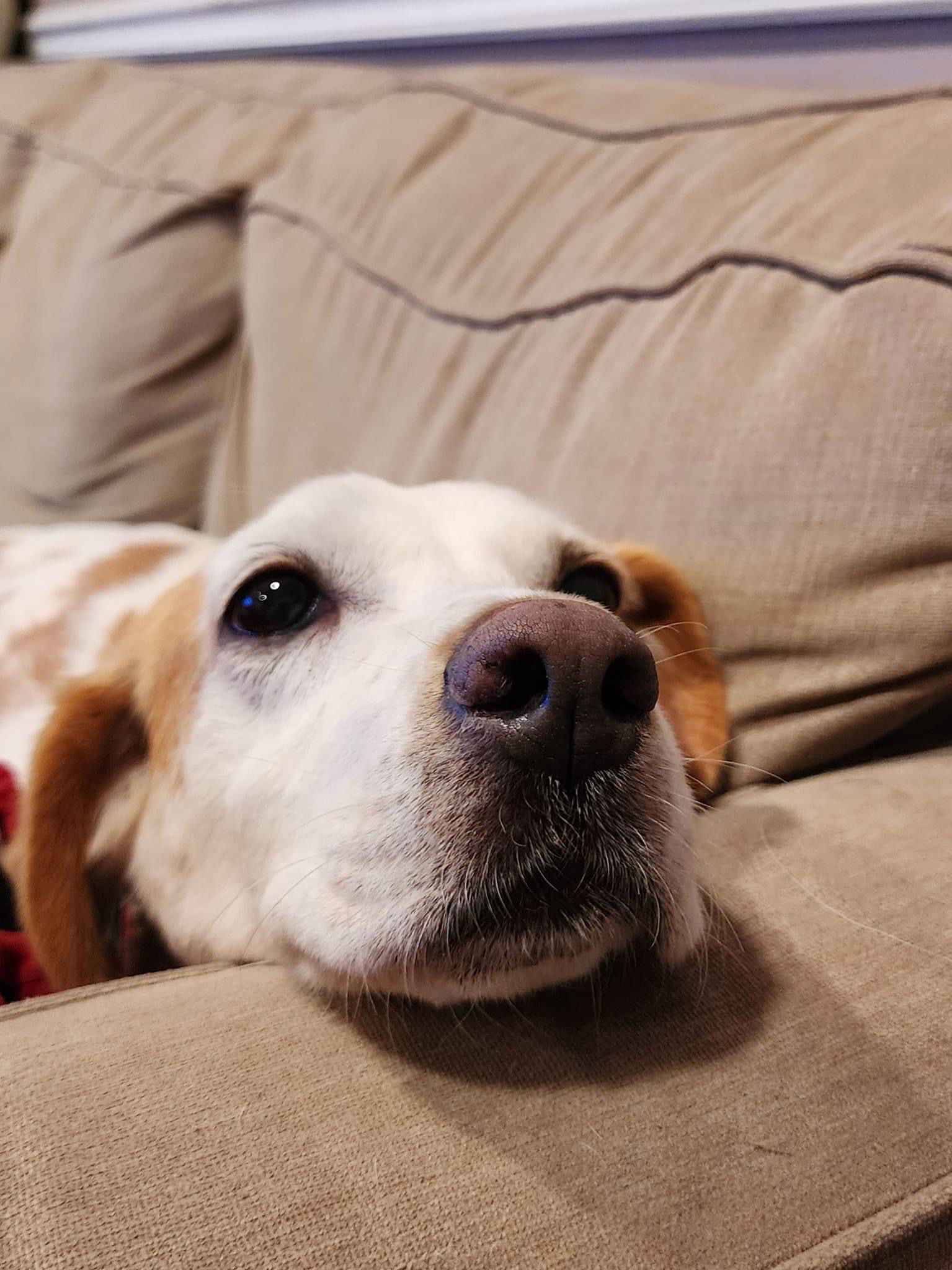 Amelia, an adoptable Foxhound, Hound in King George, VA, 22485 | Photo Image 1