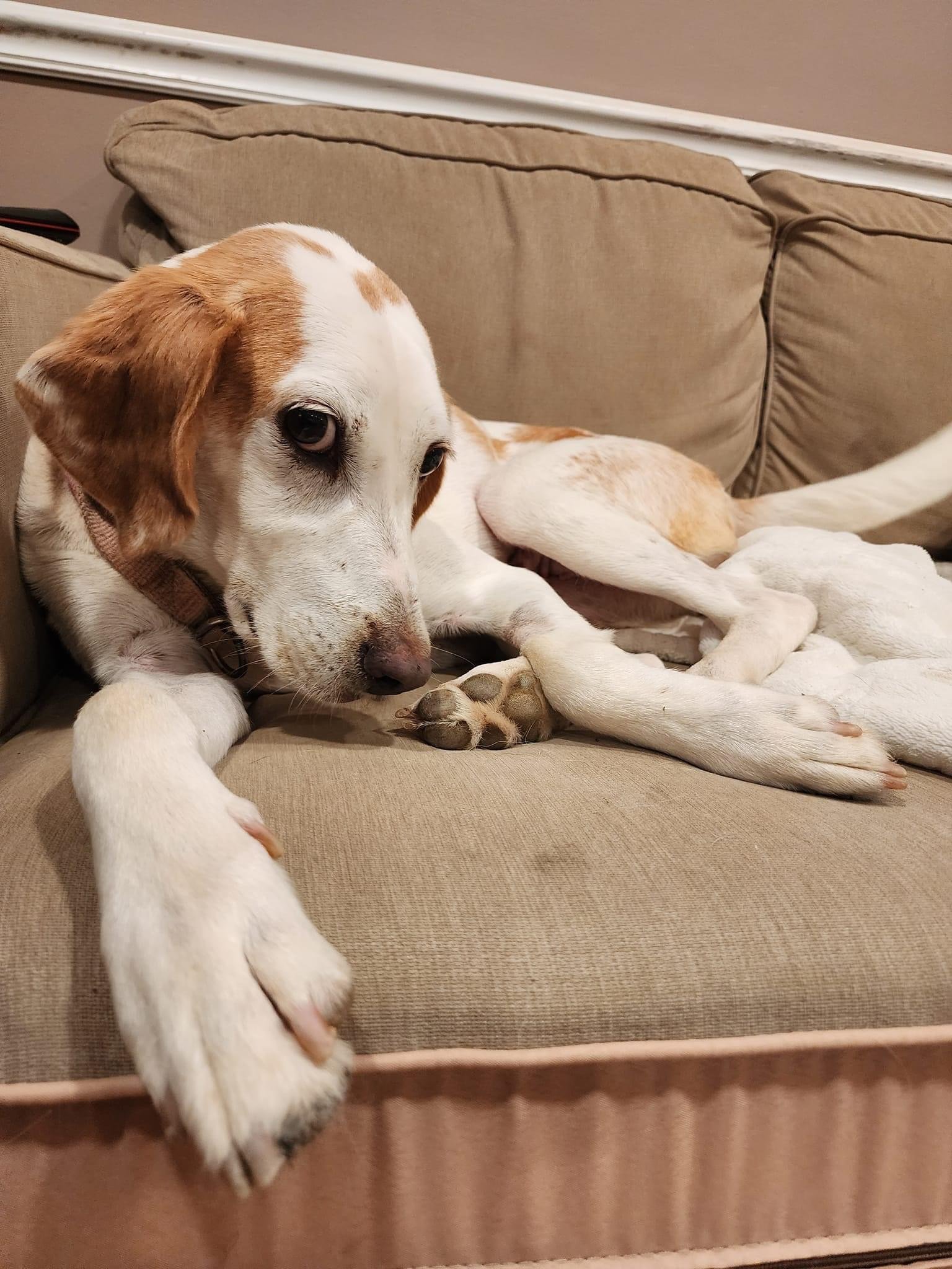 Amelia, an adoptable Foxhound, Hound in King George, VA, 22485 | Photo Image 2