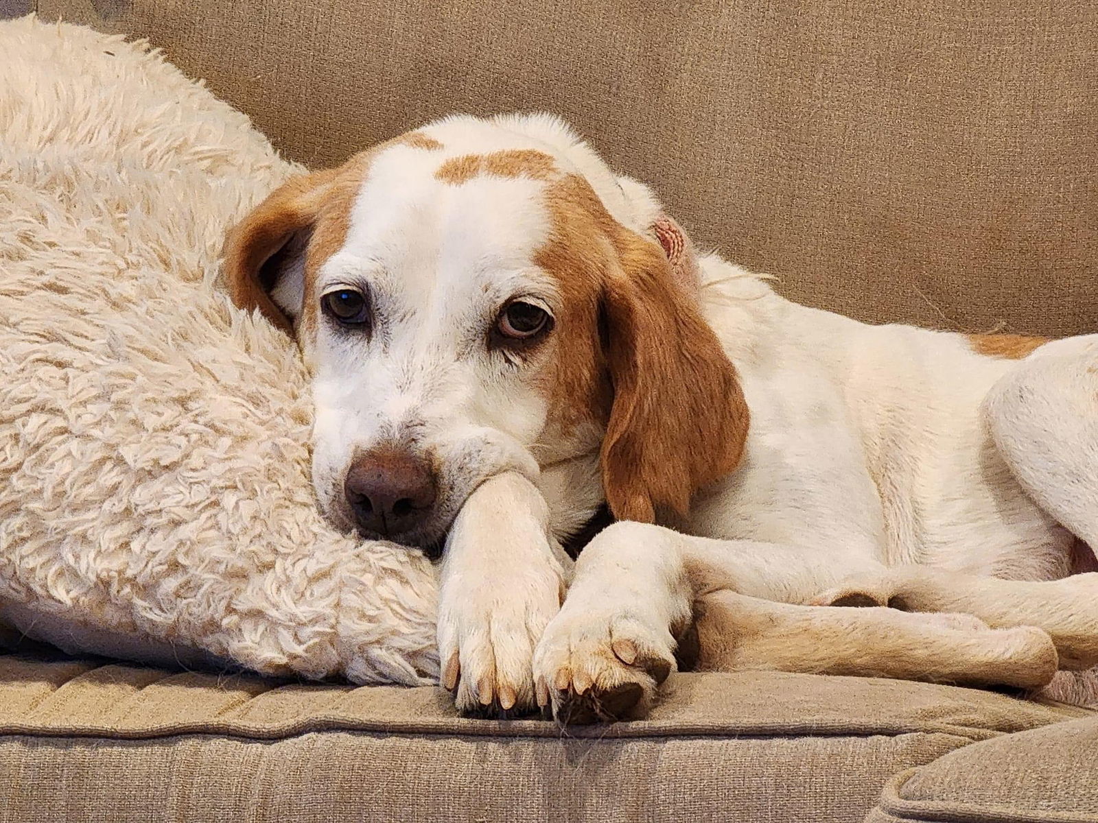 Amelia, an adoptable Foxhound, Hound in King George, VA, 22485 | Photo Image 3