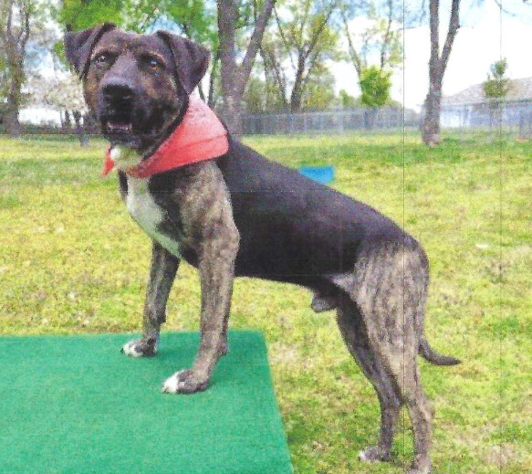 Uncle Buck, an adoptable Catahoula Leopard Dog & Plott Hound Mix in St. Cloud, MN_image-2