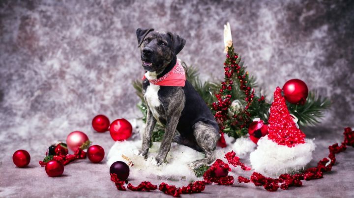 Uncle Buck, an adoptable Catahoula Leopard Dog & Plott Hound Mix in St. Cloud, MN_image-1