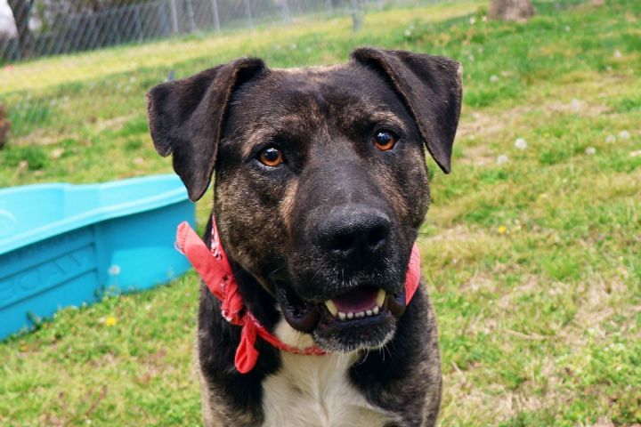 Uncle Buck, an adoptable Catahoula Leopard Dog & Plott Hound Mix in St. Cloud, MN_image-3