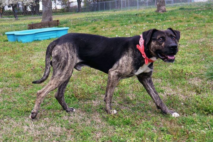 Uncle Buck, an adoptable Catahoula Leopard Dog & Plott Hound Mix in St. Cloud, MN_image-6