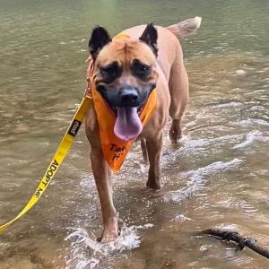Oshi, Adult Female Black Mouth Cur
