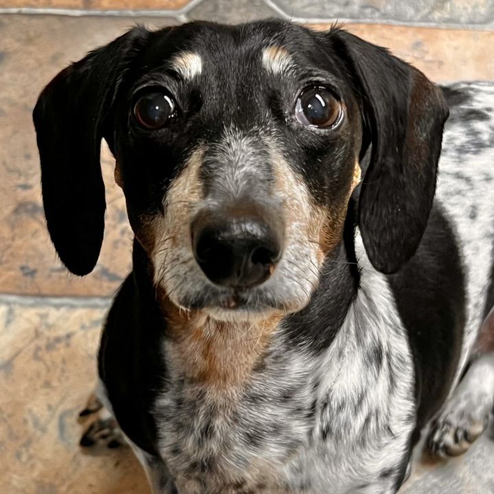 Dog, Dachshund with Black Eyes and Nose Pattern : Part 53075pb01
