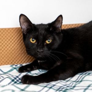 Pepper was rescued with her siblings off the streets as kittens and although th