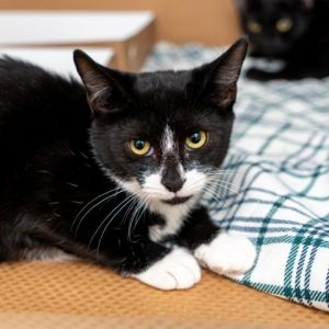 Panda was rescued with her siblings off the streets as kittens and although the