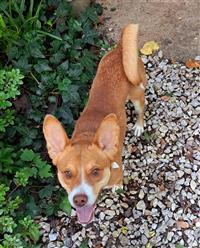 Pez, an adoptable Basenji, Parson Russell Terrier in Fairfax, VA, 22030 | Photo Image 1