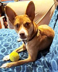 Pez, an adoptable Basenji, Parson Russell Terrier in Fairfax, VA, 22030 | Photo Image 2