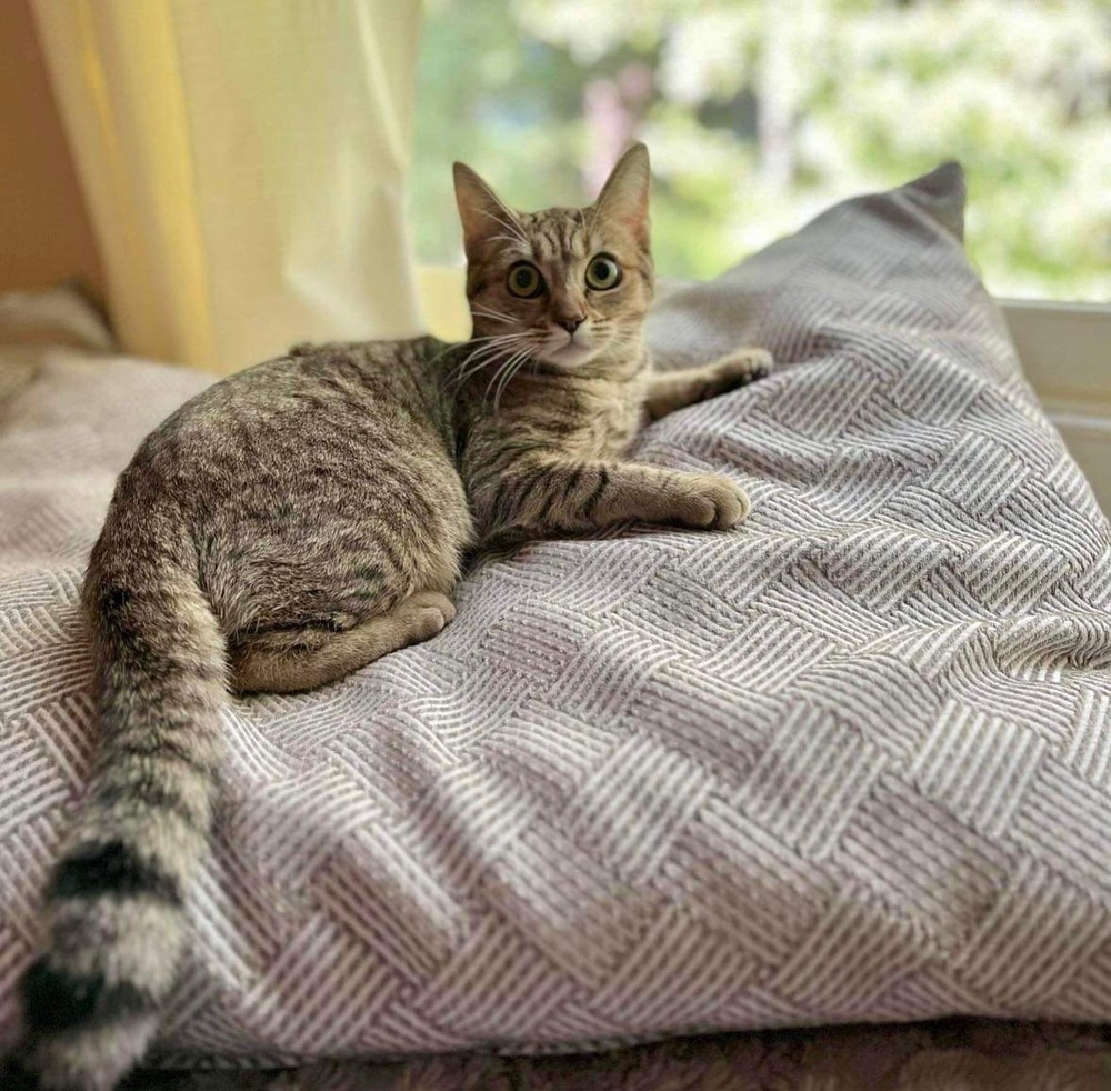 Crumpet, an adoptable Domestic Short Hair in Raleigh, NC, 27604 | Photo Image 1