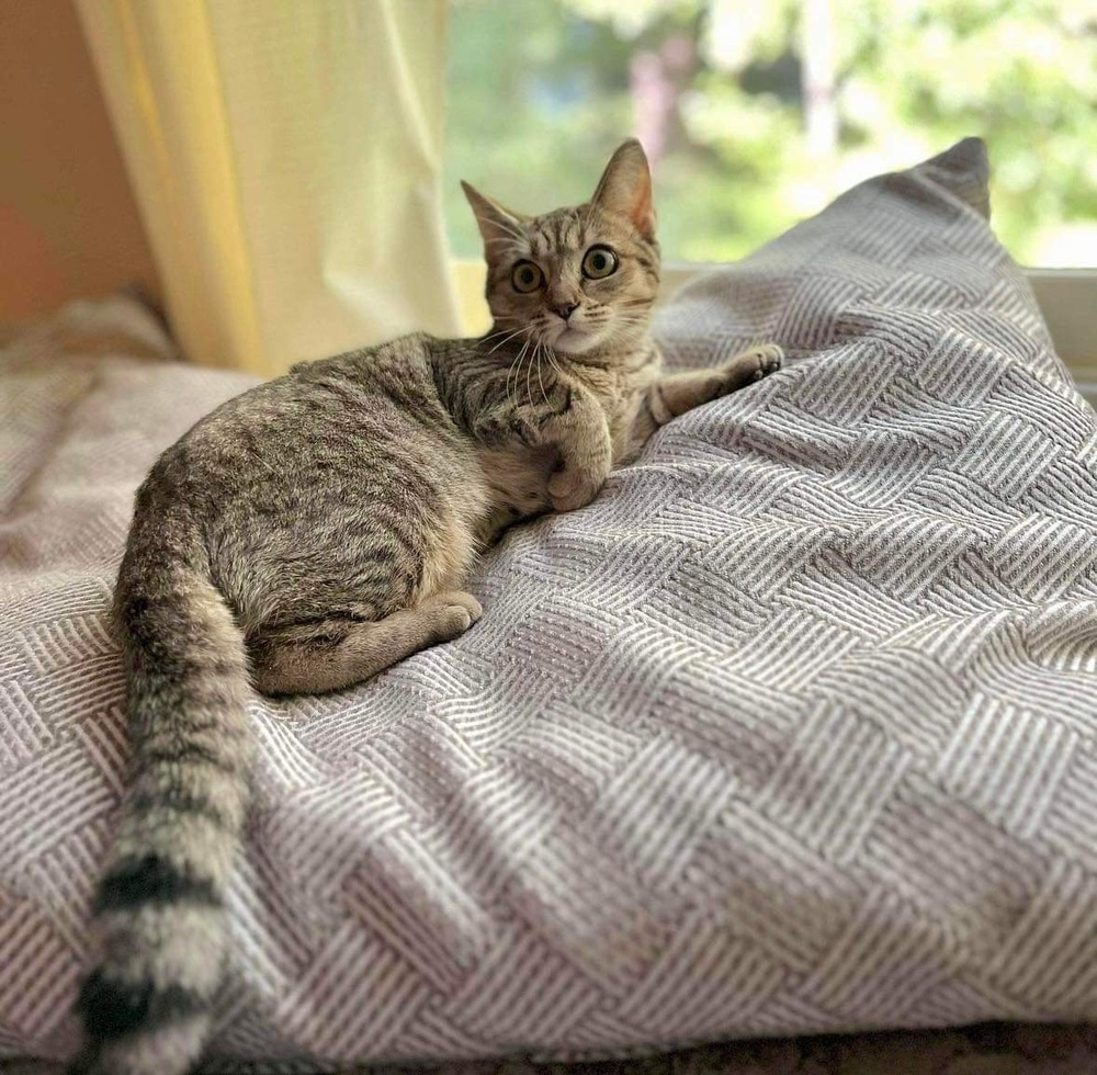 Crumpet, an adoptable Domestic Short Hair in Raleigh, NC, 27604 | Photo Image 2