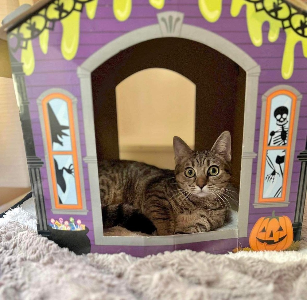 Crumpet, an adoptable Domestic Short Hair in Raleigh, NC, 27604 | Photo Image 3