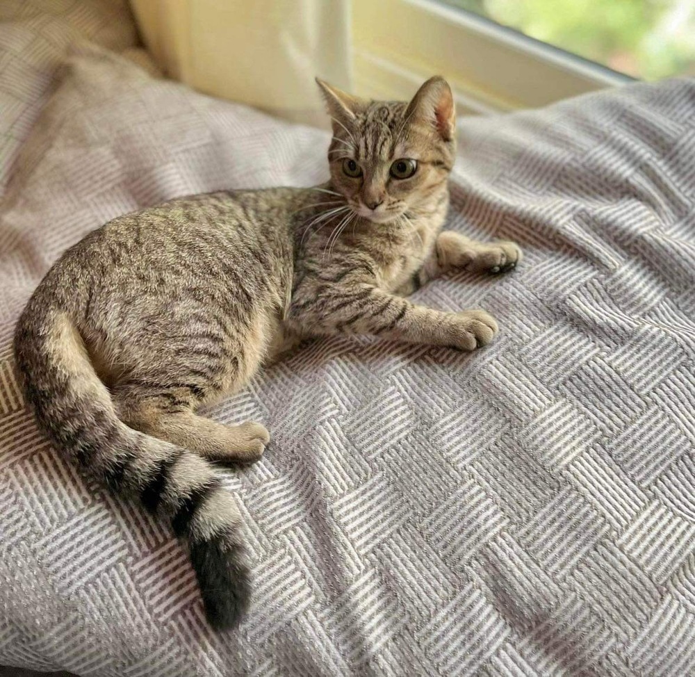 Crumpet, an adoptable Domestic Short Hair in Raleigh, NC, 27604 | Photo Image 4