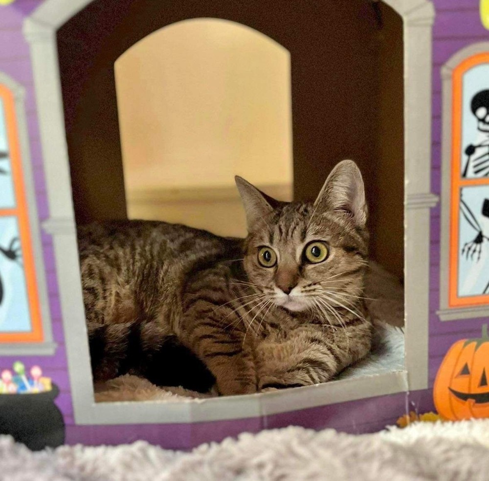 Crumpet, an adoptable Domestic Short Hair in Raleigh, NC, 27604 | Photo Image 5