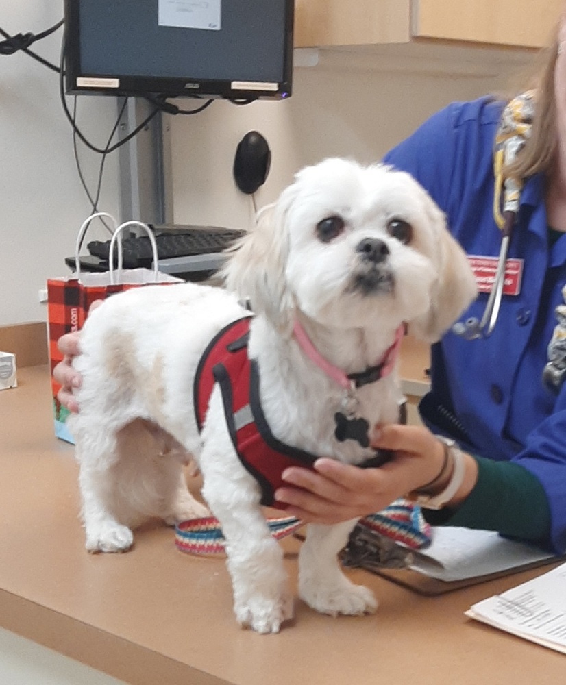 Shih Tzu - Clover -Special Needs