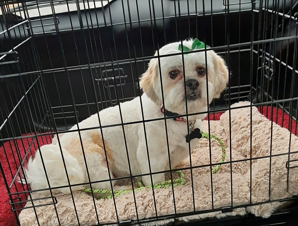 Shih Tzu - Clover -Special Needs