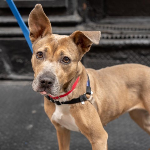 Daria, an adoptable Feist, Mixed Breed in New York, NY, 10013 | Photo Image 1