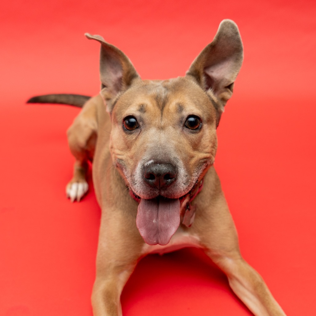 Daria, an adoptable Feist, Mixed Breed in New York, NY, 10013 | Photo Image 1