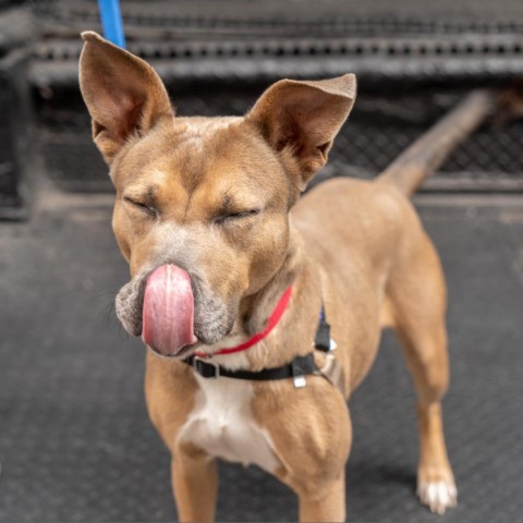 Daria, an adoptable Feist, Mixed Breed in New York, NY, 10013 | Photo Image 2