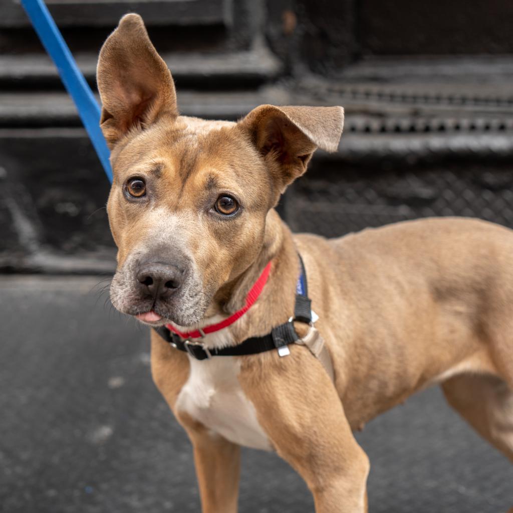 Daria, an adoptable Feist, Mixed Breed in New York, NY, 10013 | Photo Image 2