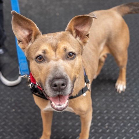 Daria, an adoptable Feist, Mixed Breed in New York, NY, 10013 | Photo Image 3
