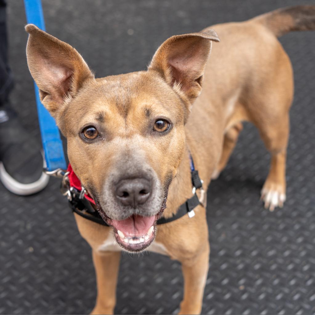 Daria, an adoptable Feist, Mixed Breed in New York, NY, 10013 | Photo Image 4