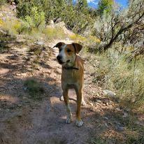 Henry, Our Cat Whisperer, an adoptable Yellow Labrador Retriever, Cattle Dog in Nucla, CO, 81424 | Photo Image 2