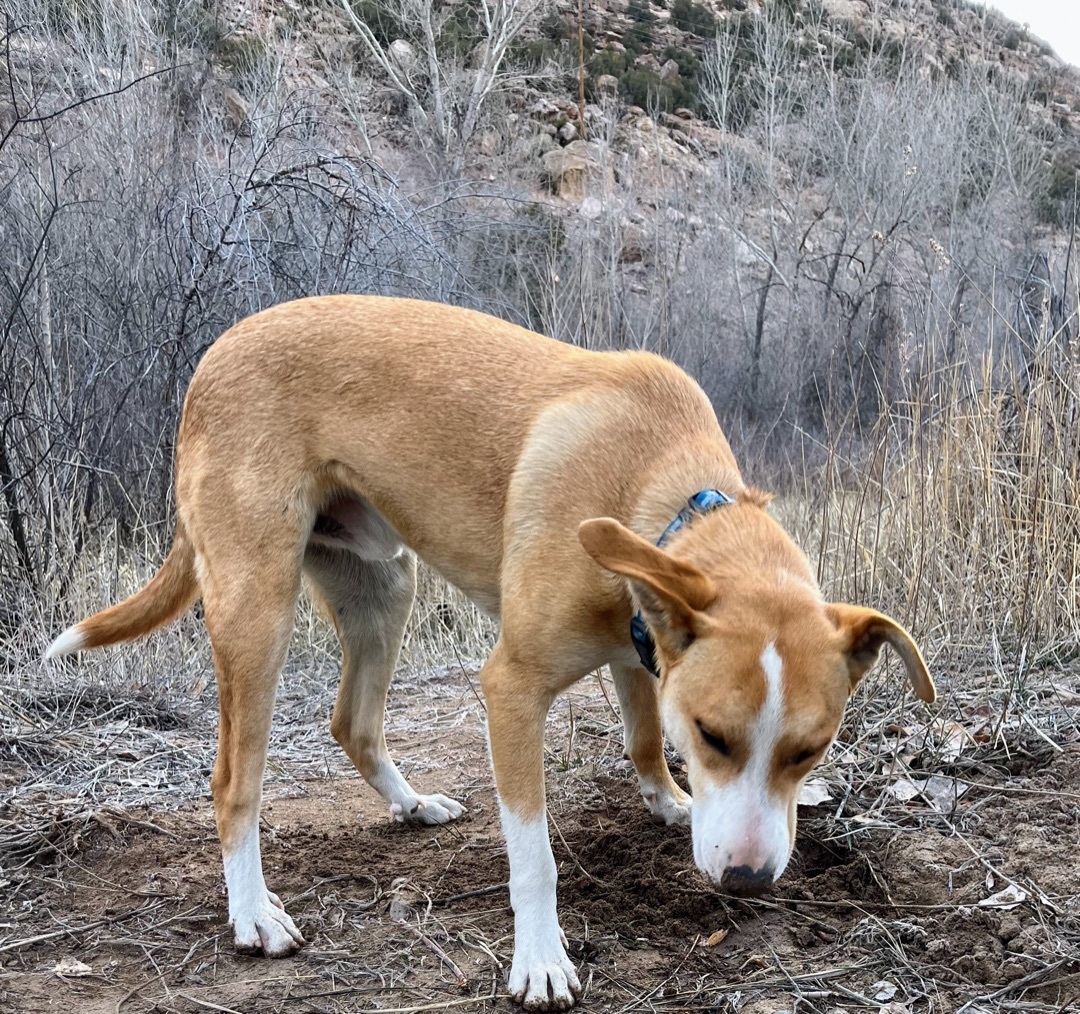 Henry, an adoptable Yellow Labrador Retriever, Cattle Dog in Nucla, CO, 81424 | Photo Image 5