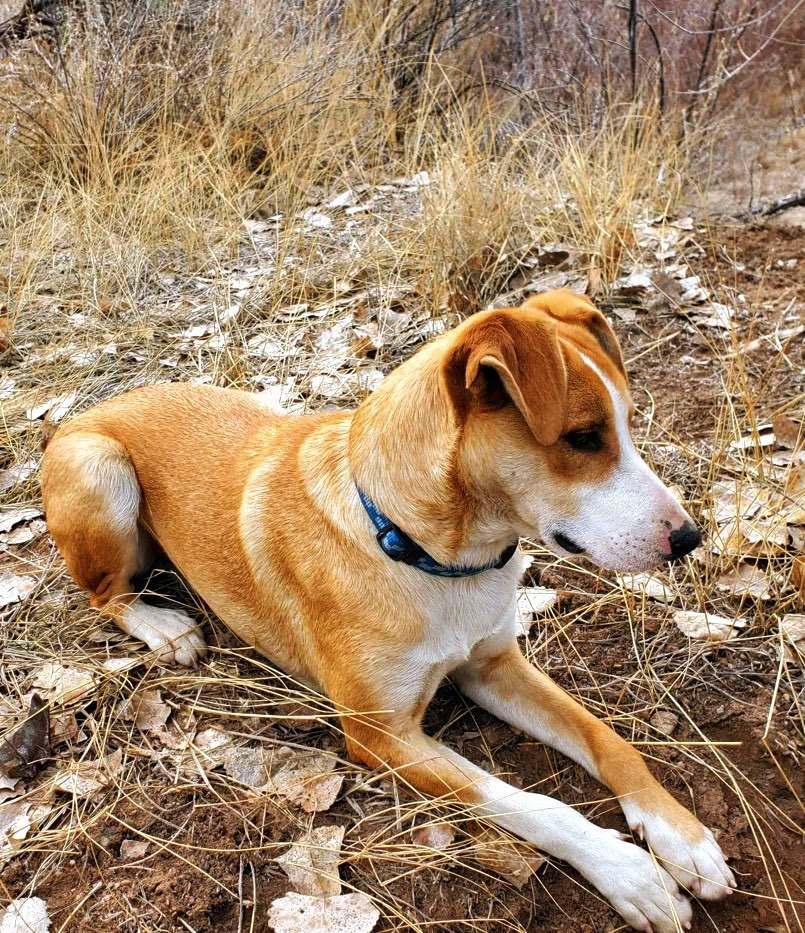 Henry, Our Cat Whisperer, an adoptable Yellow Labrador Retriever, Cattle Dog in Nucla, CO, 81424 | Photo Image 6