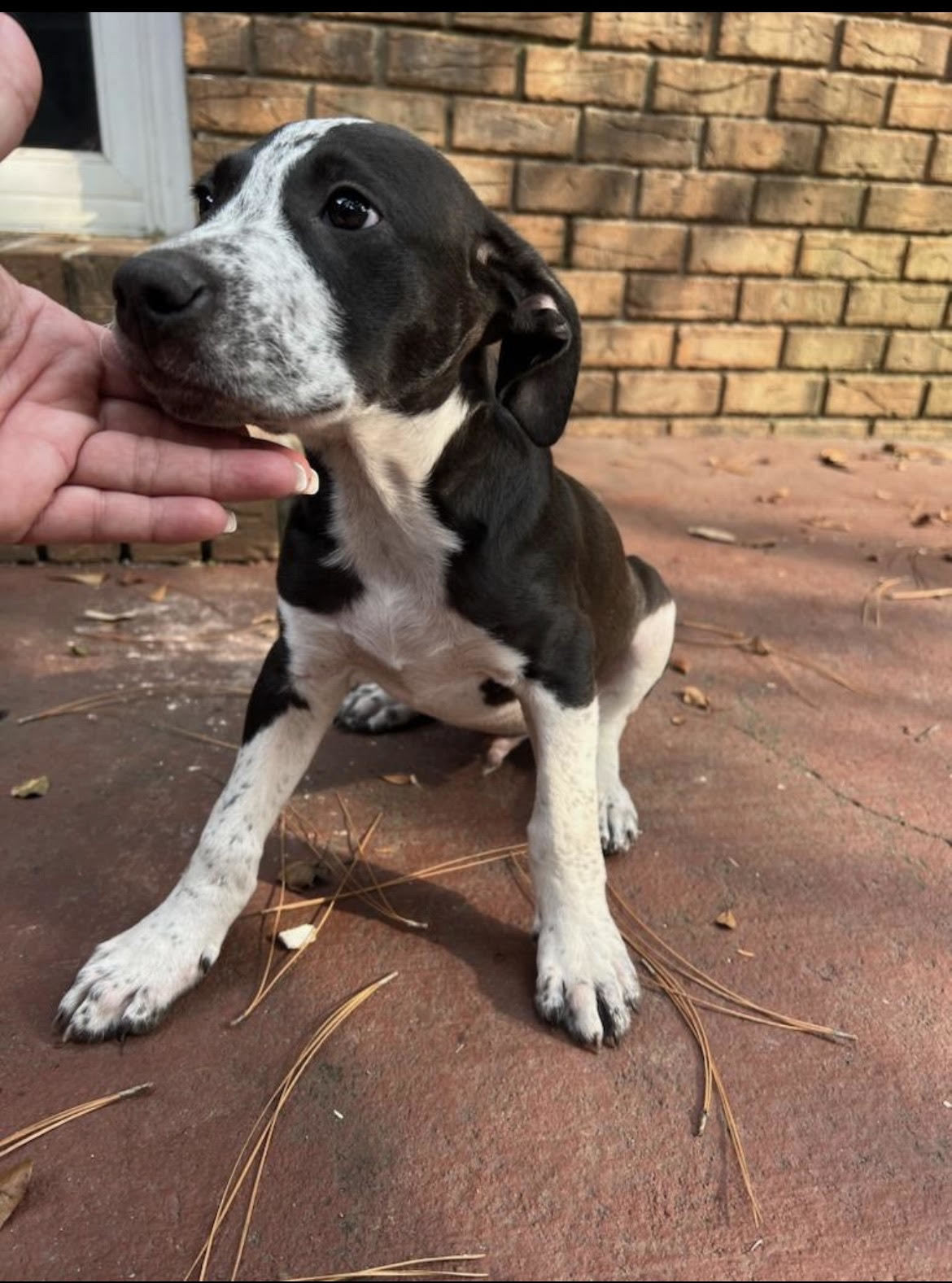 Samson (CL 2023), an adoptable Hound in Mobile, AL, 36608 | Photo Image 2