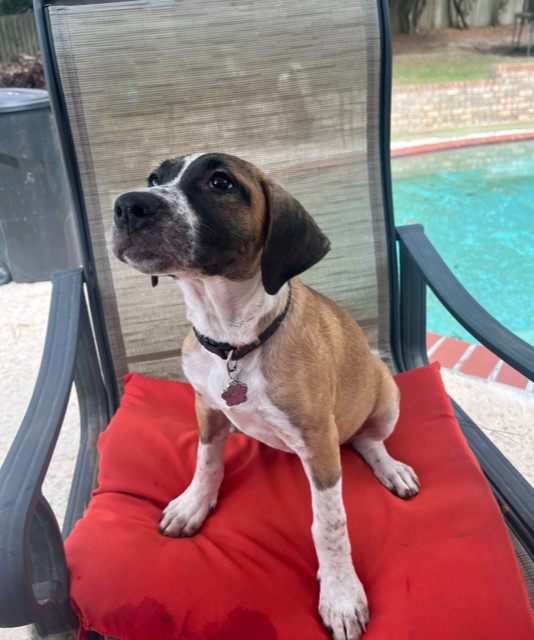 June Bug (CL 2023), an adoptable Hound in Mobile, AL, 36608 | Photo Image 1