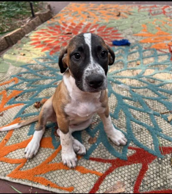 June Bug (CL 2023), an adoptable Hound in Mobile, AL, 36608 | Photo Image 2