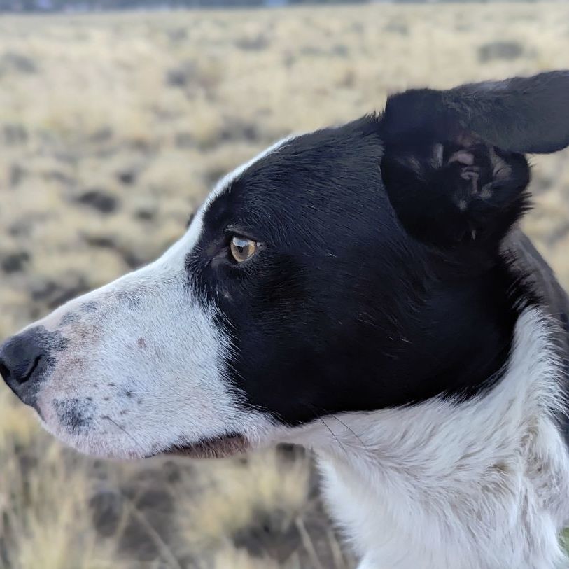Watson, an adoptable Border Collie in Bend, OR, 97702 | Photo Image 1
