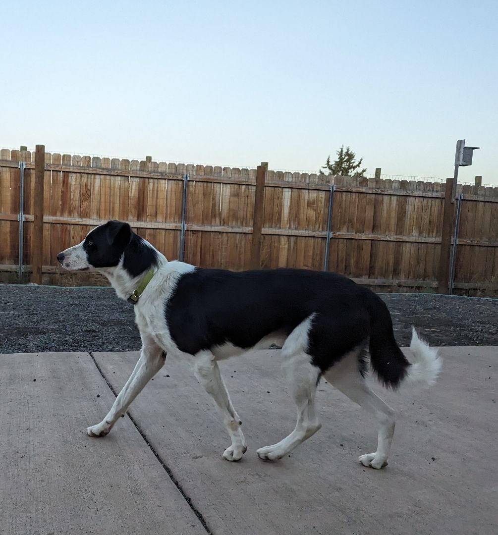 Watson, an adoptable Border Collie in Bend, OR, 97702 | Photo Image 3
