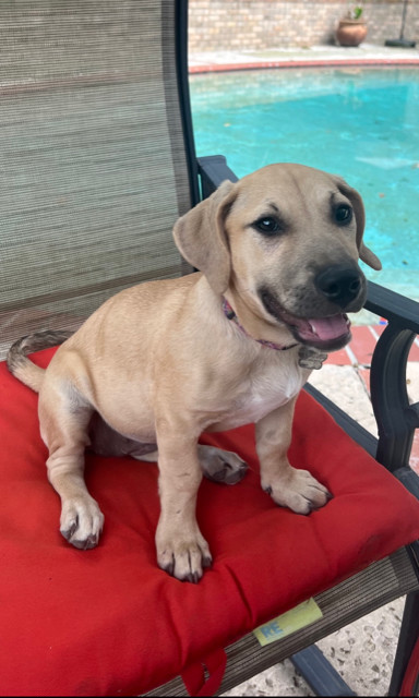Stevie (CL 2023), an adoptable Hound in Mobile, AL, 36608 | Photo Image 1