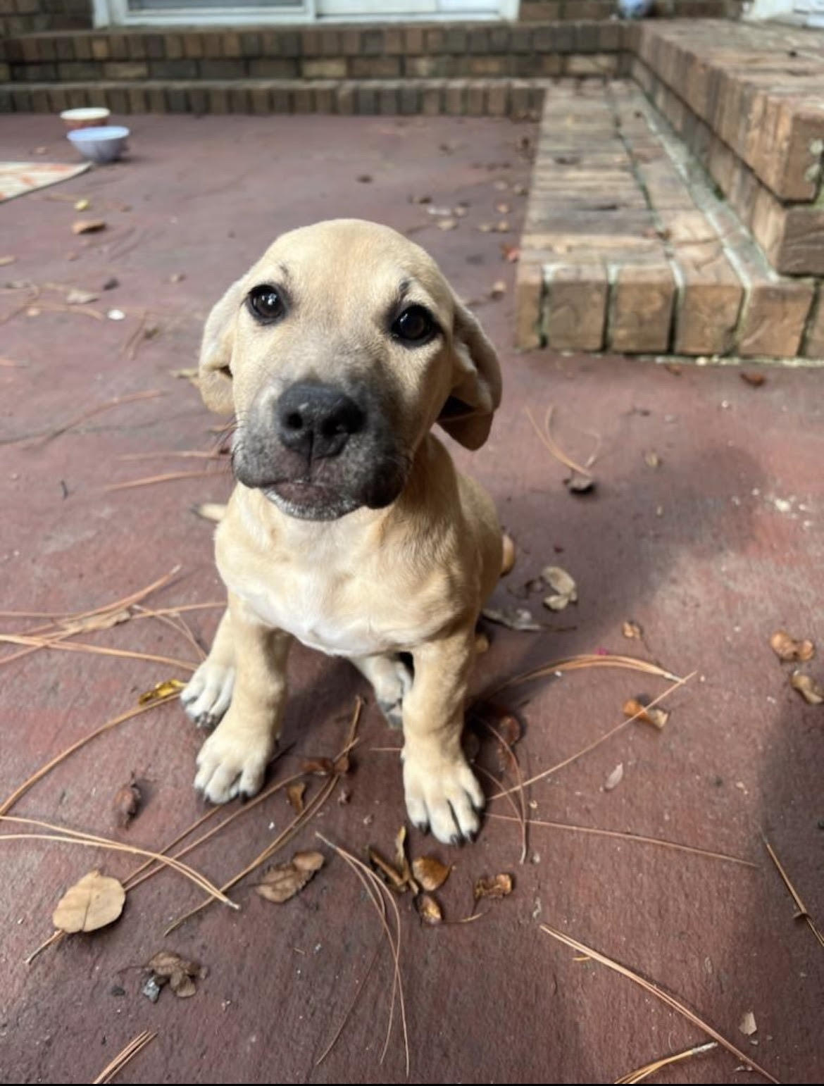Stevie (CL 2023), an adoptable Hound in Mobile, AL, 36608 | Photo Image 2