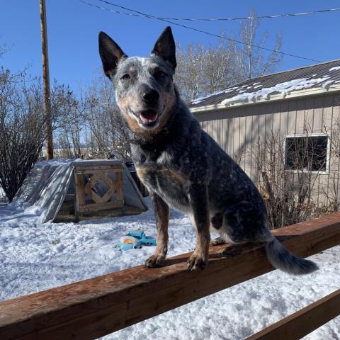 7 month best sale old blue heeler