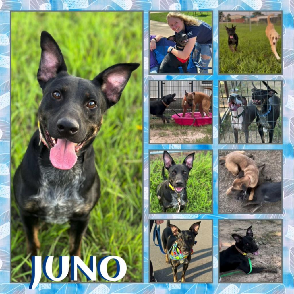 Juno, an adoptable Shepherd in Fort Smith, AR, 72916 | Photo Image 1