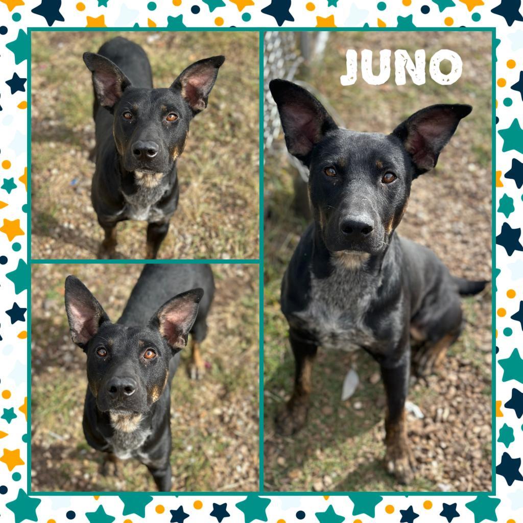 Juno, an adoptable Shepherd in Fort Smith, AR, 72916 | Photo Image 2