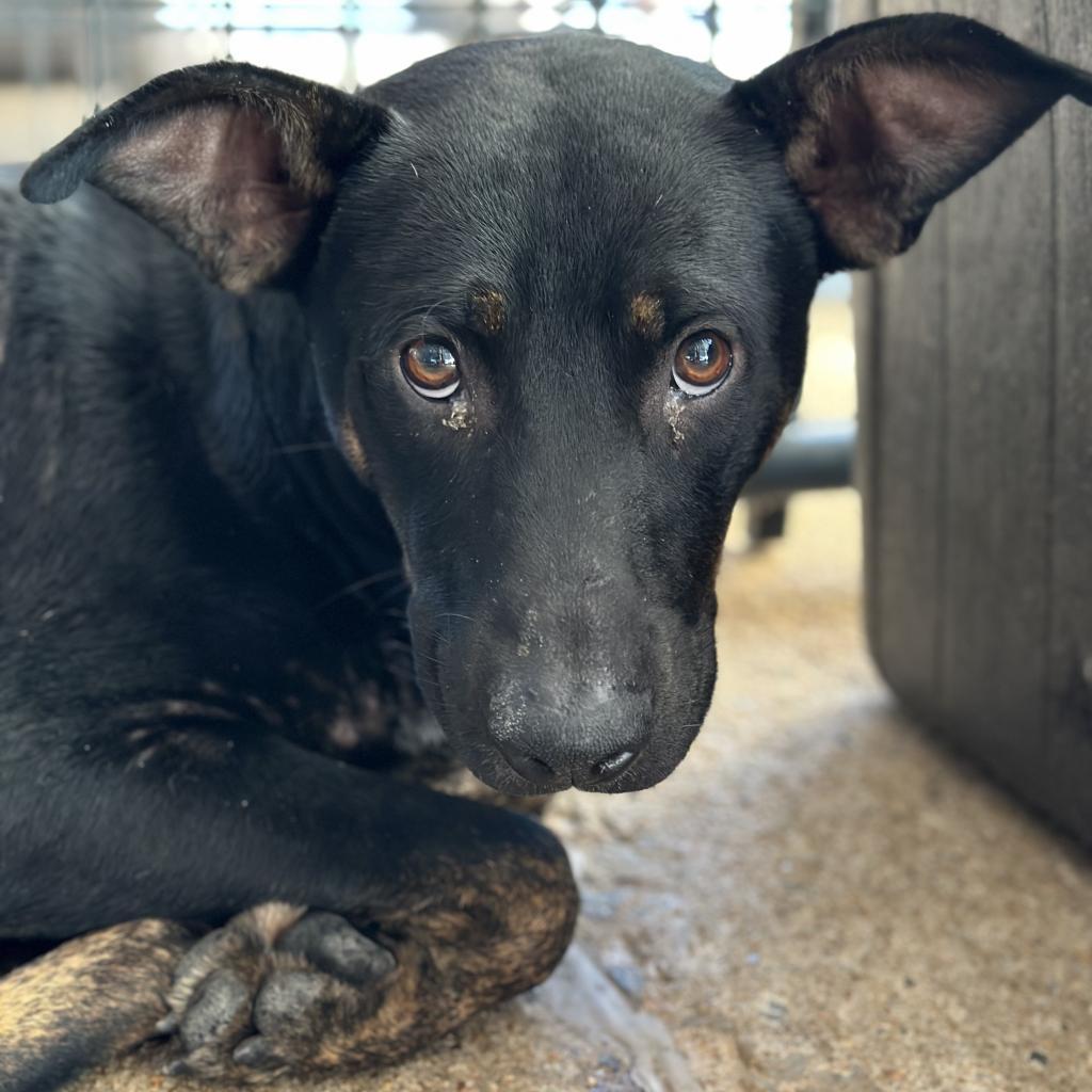 Juno, an adoptable Shepherd in Fort Smith, AR, 72916 | Photo Image 3
