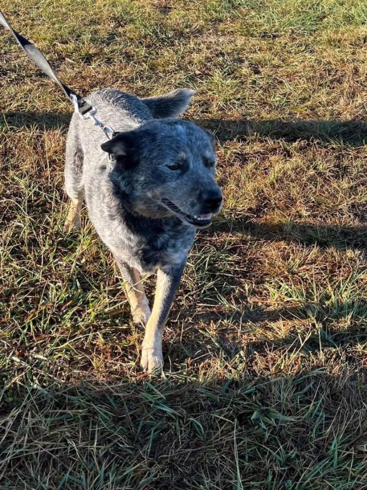 Petfinder best sale blue heeler