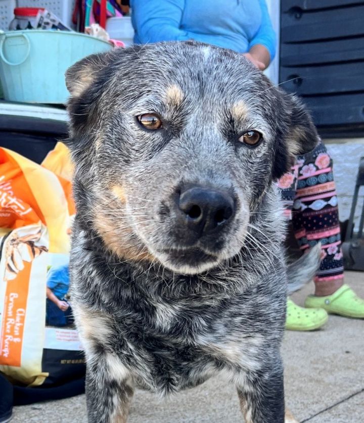 Blue heeler hot sale floppy ears