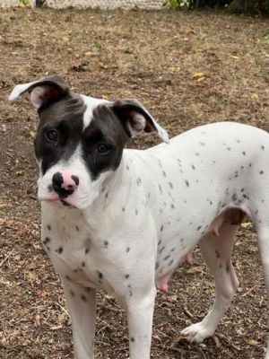 Shadow, Adult Female Pit Bull Terrier