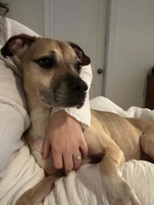 Nalla - IN FOSTER Mixed Breed Dog