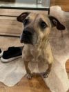 Nalla - IN FOSTER photo 2