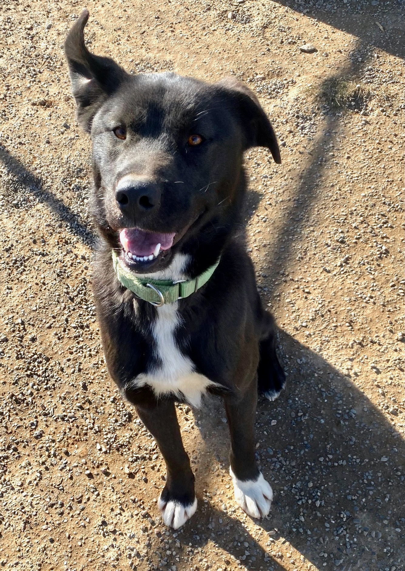 Quark, an adoptable Border Collie, Husky in Yreka, CA, 96097 | Photo Image 1