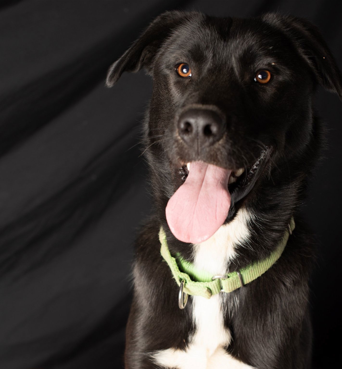 Quark, an adoptable Border Collie, Husky in Yreka, CA, 96097 | Photo Image 2