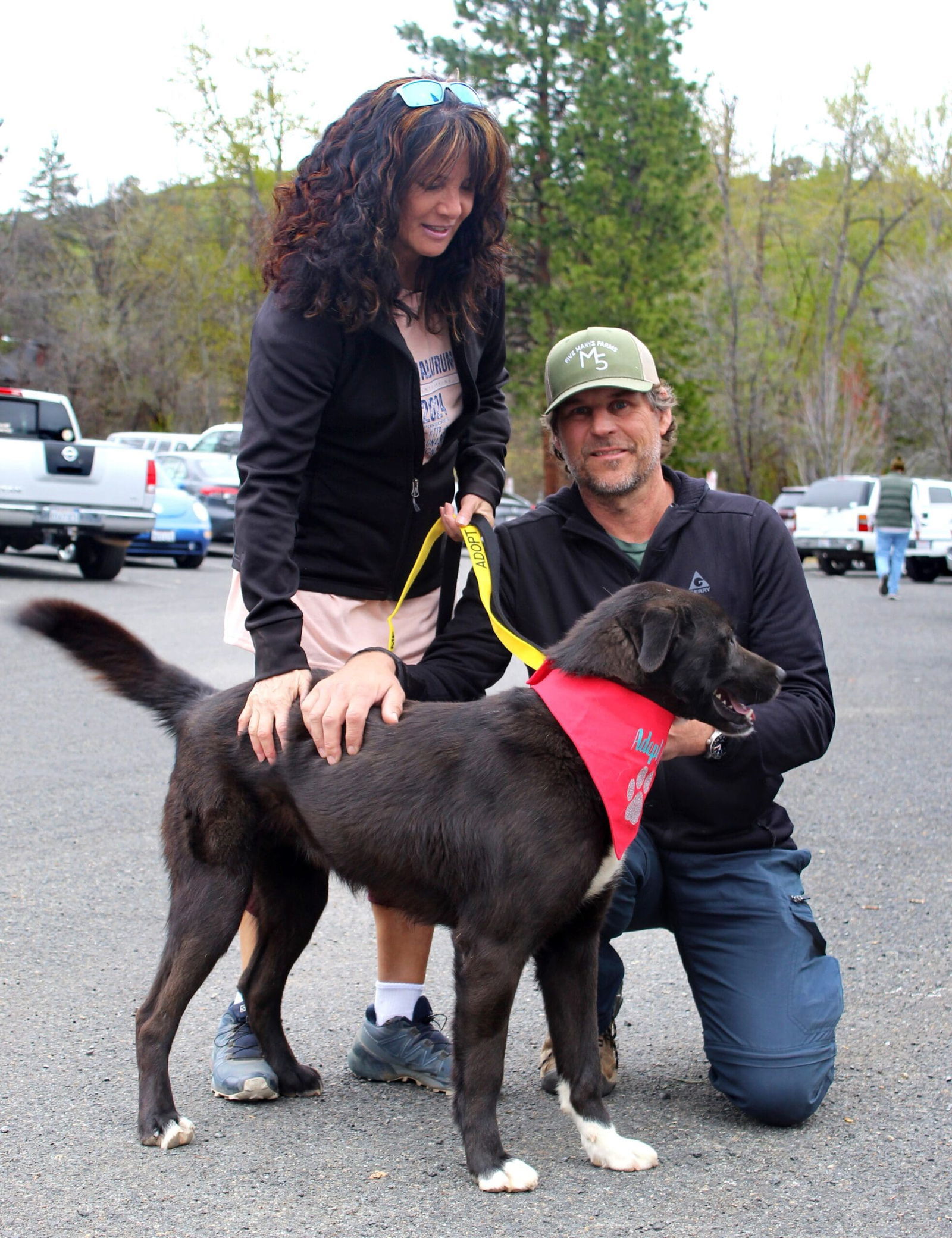 Quark, an adoptable Border Collie, Husky in Yreka, CA, 96097 | Photo Image 3